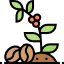 Bibit Kopi